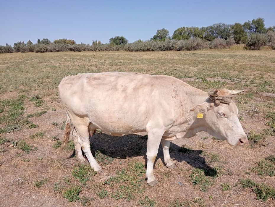 Сауынды сиыр 5 жасар