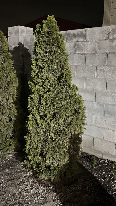 Продам тую срочно