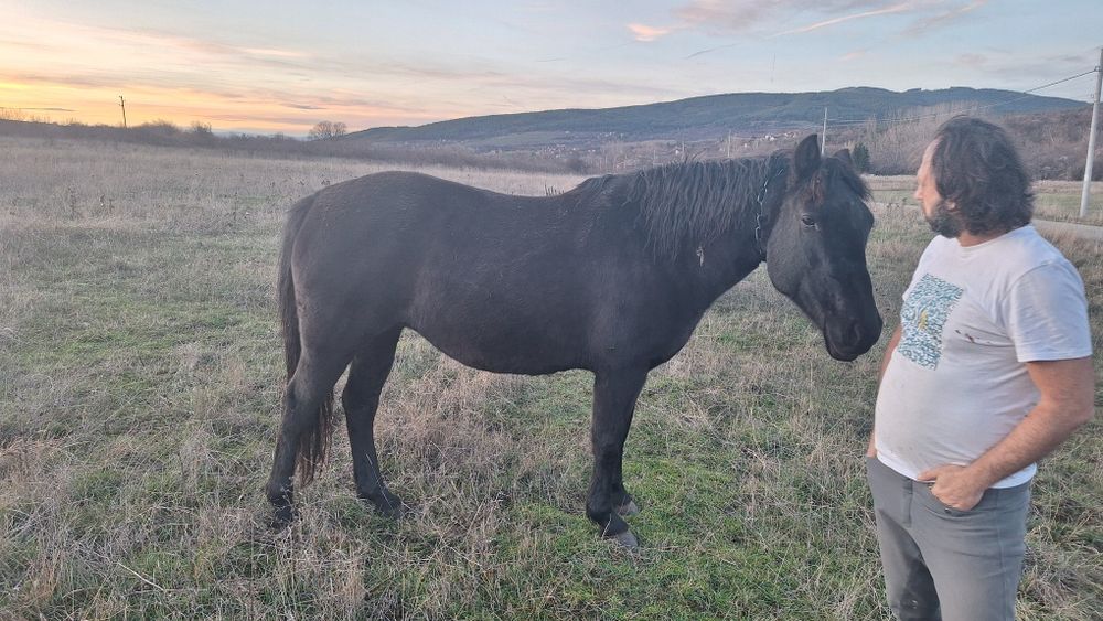 5 годишна кобила