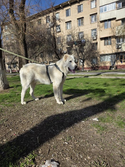 Туркменский Алабай