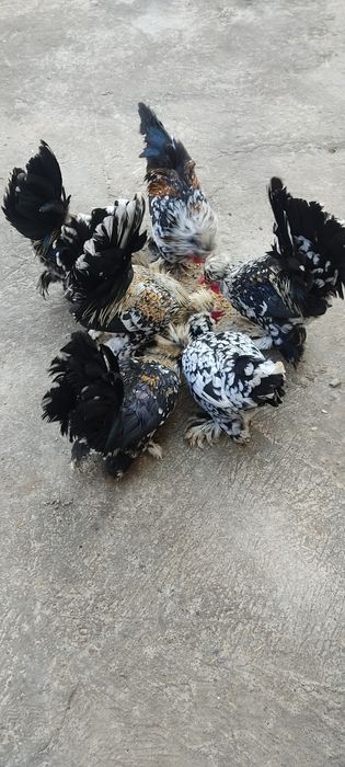 Xoʻroz Tovuqlarga kafolat beriladi