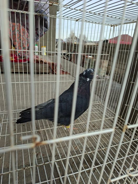 Продам белыйголовый