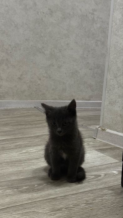 Красивые Котята в добрые руки
