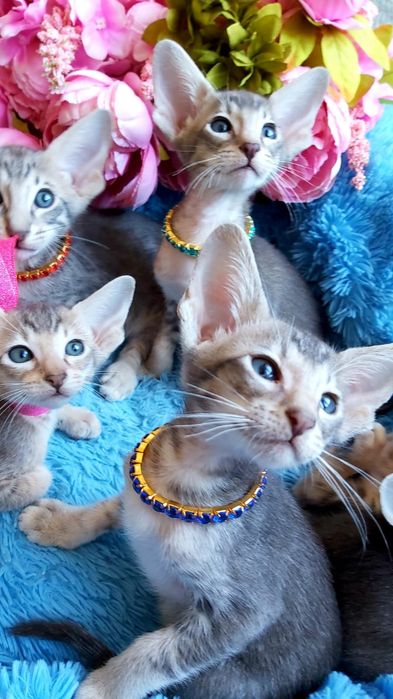 Котята ОРИЕНТАЛЬНЫЕ- голубые с документами