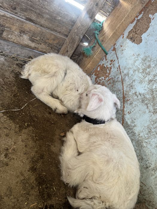 Заненский коза.занен ешкі