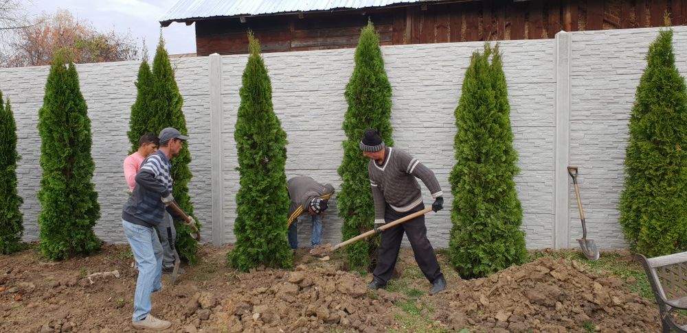 Vindem tuia smaragd de mai multe dimensiuni