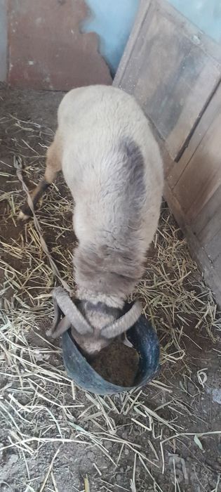 Кучкор кузилар сотилади галишамиз