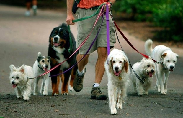 Выгул собак с заботой и любовью. Рады каждому звонку