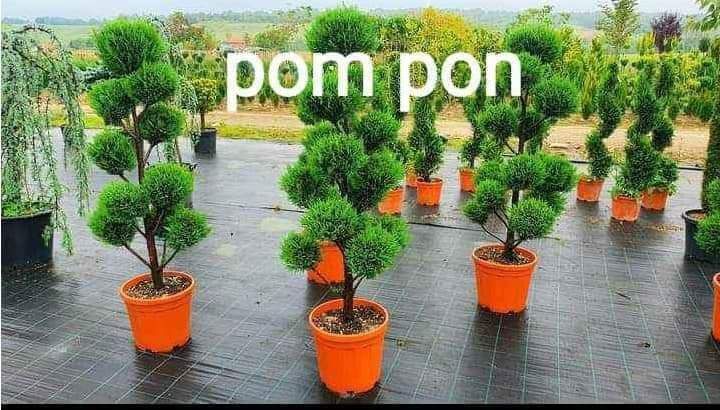 •Vand tuia de orice specie la preț minim
•Livrez plante ornamentale în