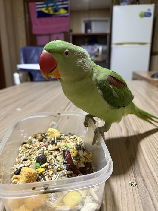 Александрийский попугай