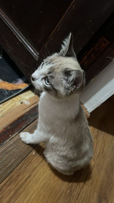 Отдадим в добрые и заботливые руки кота