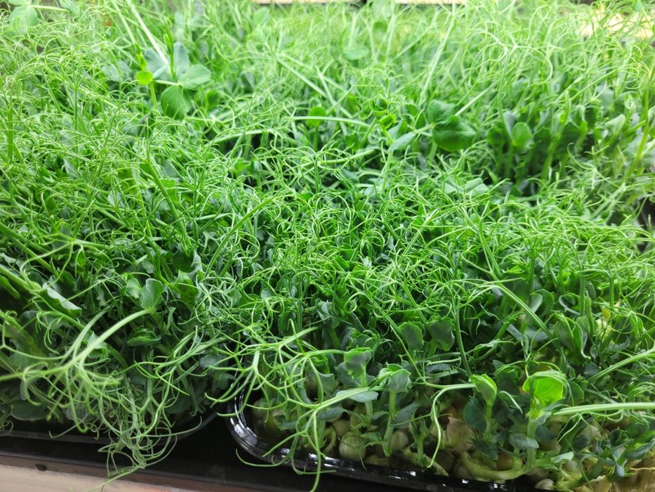 Микрозелень, зелень.