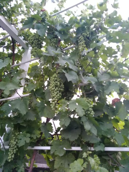 Дом, жжёный кирпич в Кайтпас-1