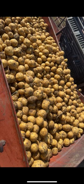 Семена картофелья Галла