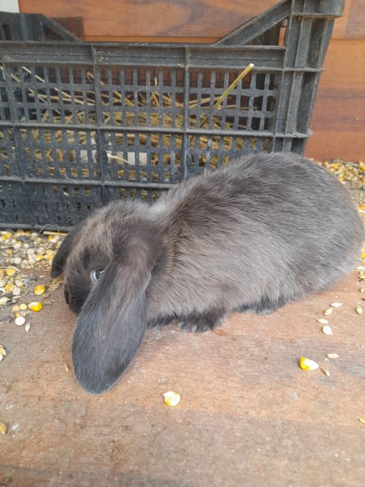 Vând,schimb iepuri rase pitice și medii