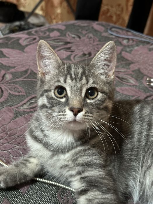 Отдам кота бесплатно
