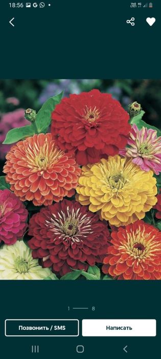 Продам семена разных цветов