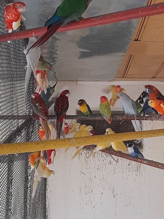 Papagali diferite specii