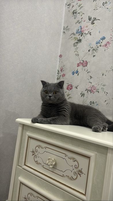 Британская короткошерстная кошка