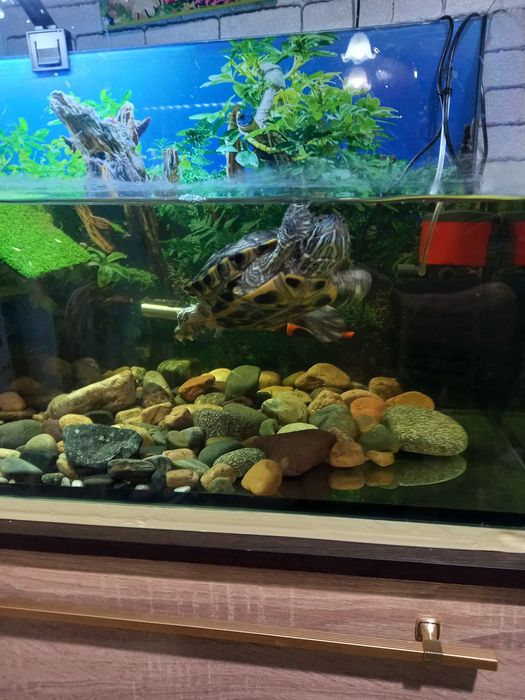 Красноухая черепаха