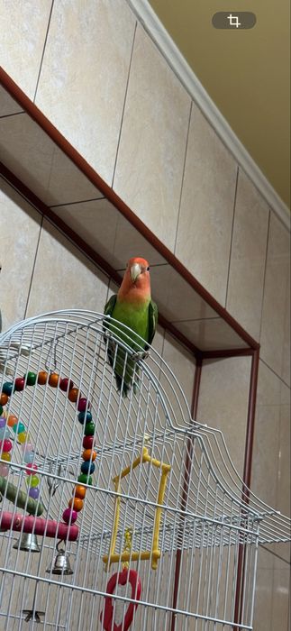 Agapornis roseicollis mascul 9 luni