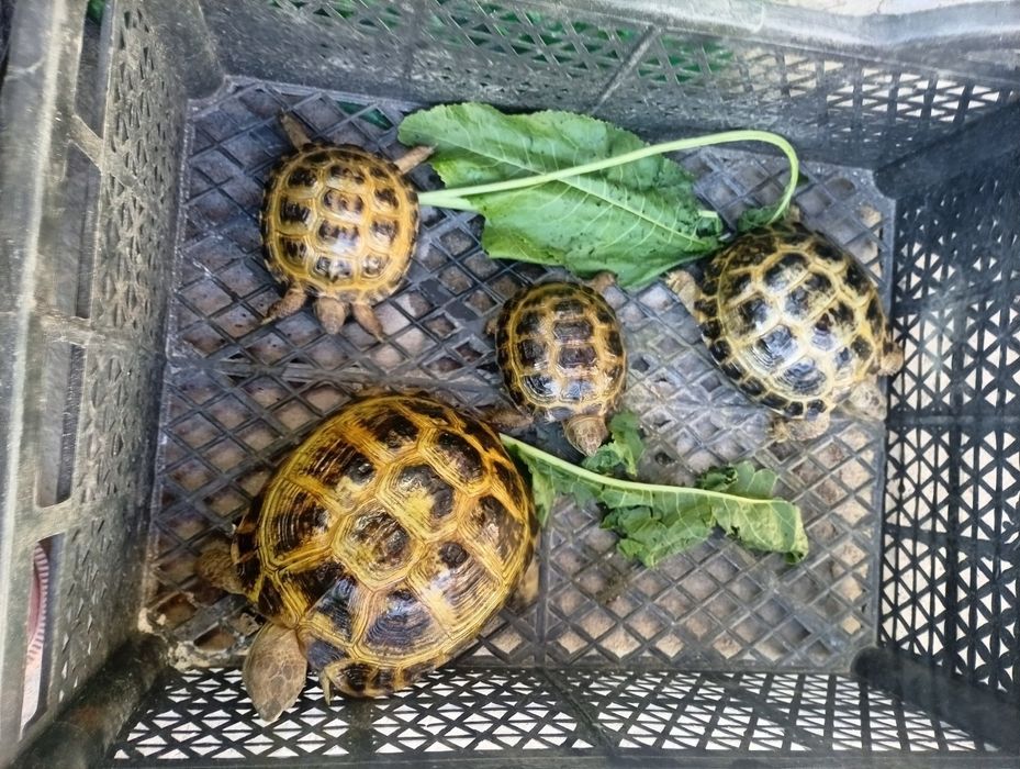 Toshbaqa sotiladi!(Продается черепашки!)