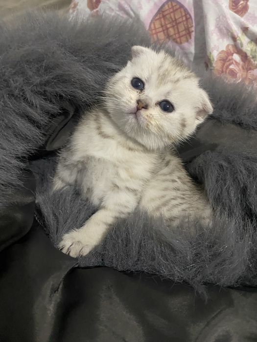 Шотландская Шиншилла