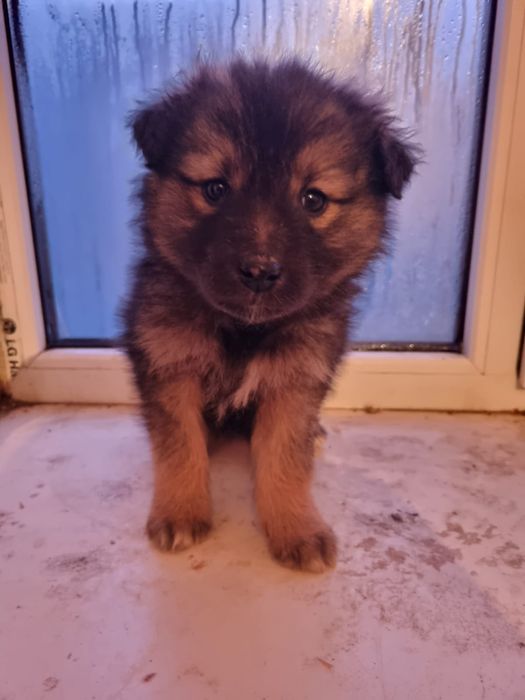 В добрые руки! Щенок(девочка)