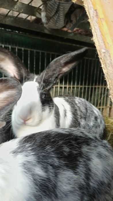 iepuri hylcoe francez