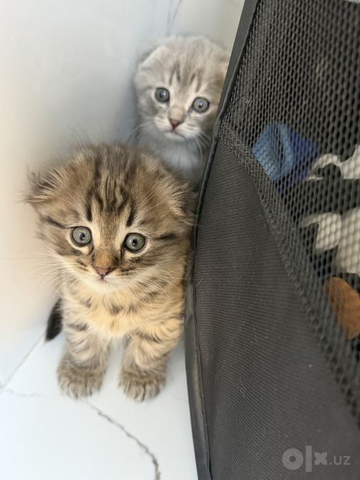 Котята скотиш фолда и скотиш страйта