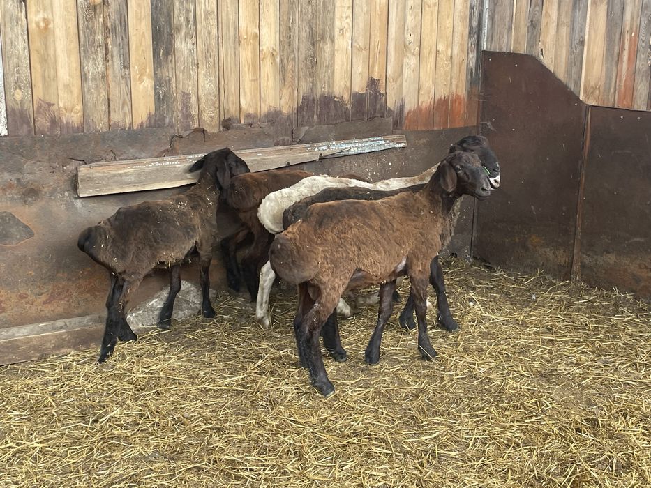 Продам кошкарчиков , 5 голов