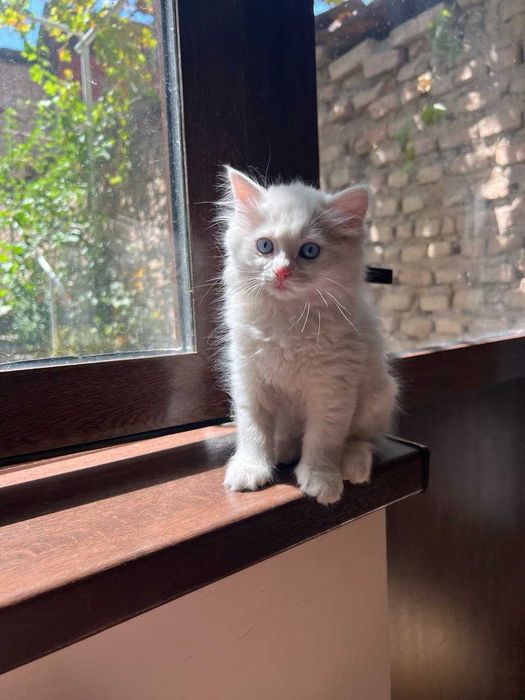 Котята, возраст 2 месяца