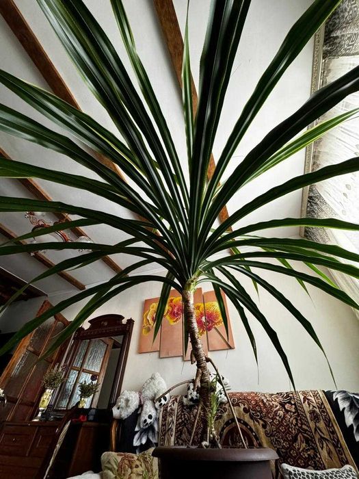 Цветы комнатные в большое помещение