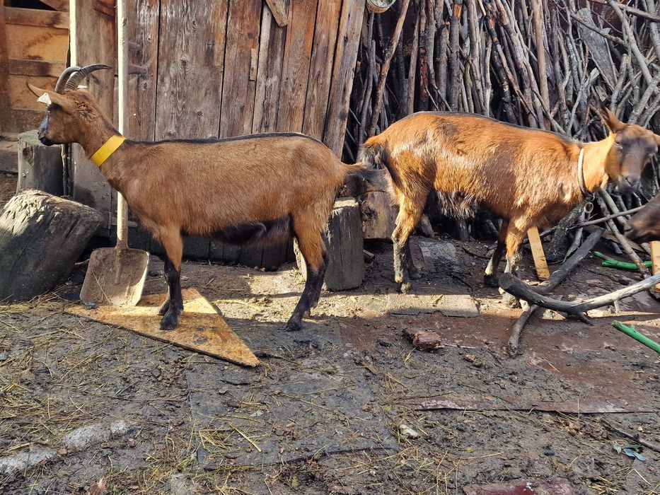 De vânzare capre alpina franceza