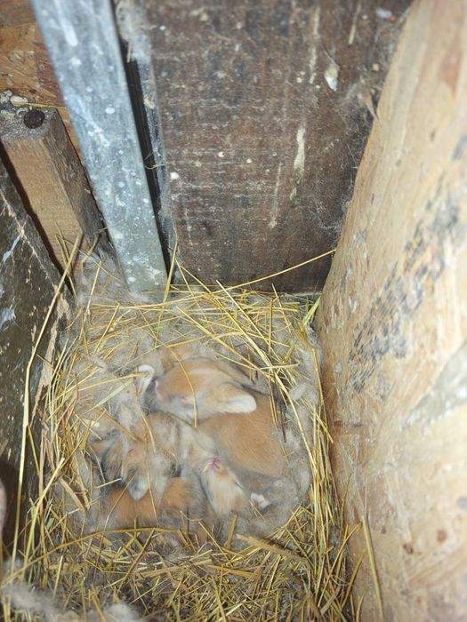 Холандско джудже , ангелски с чиста линия ,мини зайчета