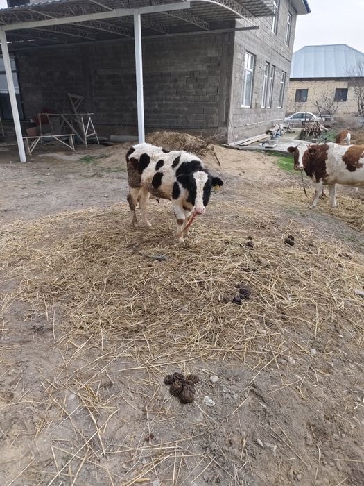 Бука сатылады жасына толмаган