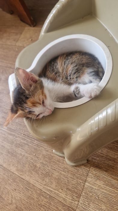 Срочно, отдам котёнка