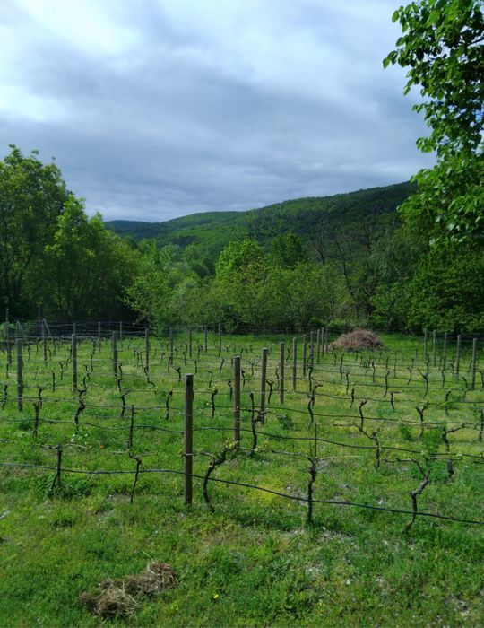 Продава се Къща в с. Горановци, Област Велико Търново - 80 кв.м за 574 €/кв.м - Снимка #7