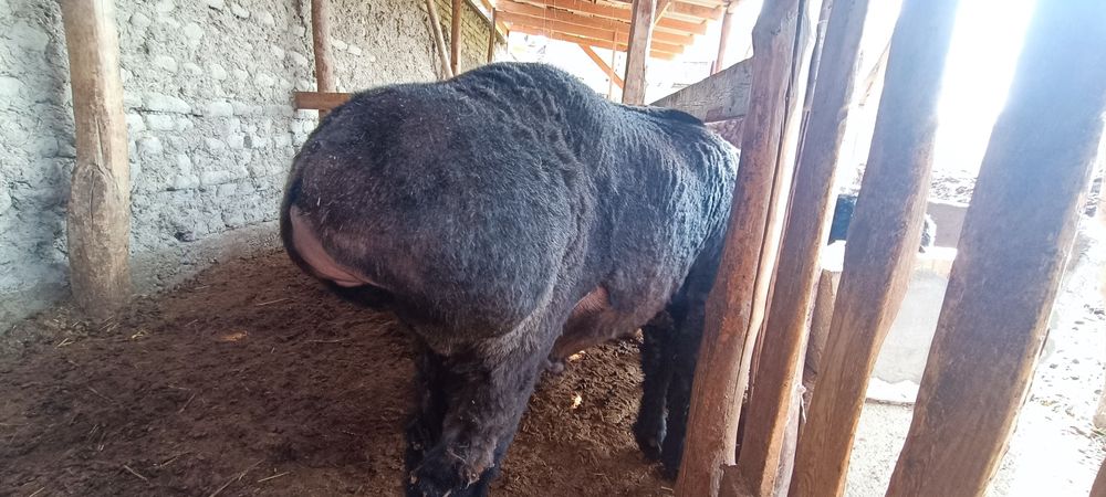 Кучкорлар сотилади