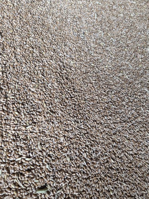 Grâu producție 2025 de vânzare