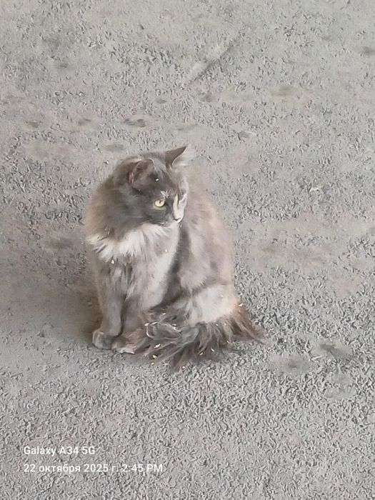 Одам Кошку мышеловку