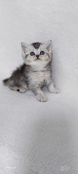 Продаются  котята  фолды  и страйты  кушают  уже  самостоятельно кушаю