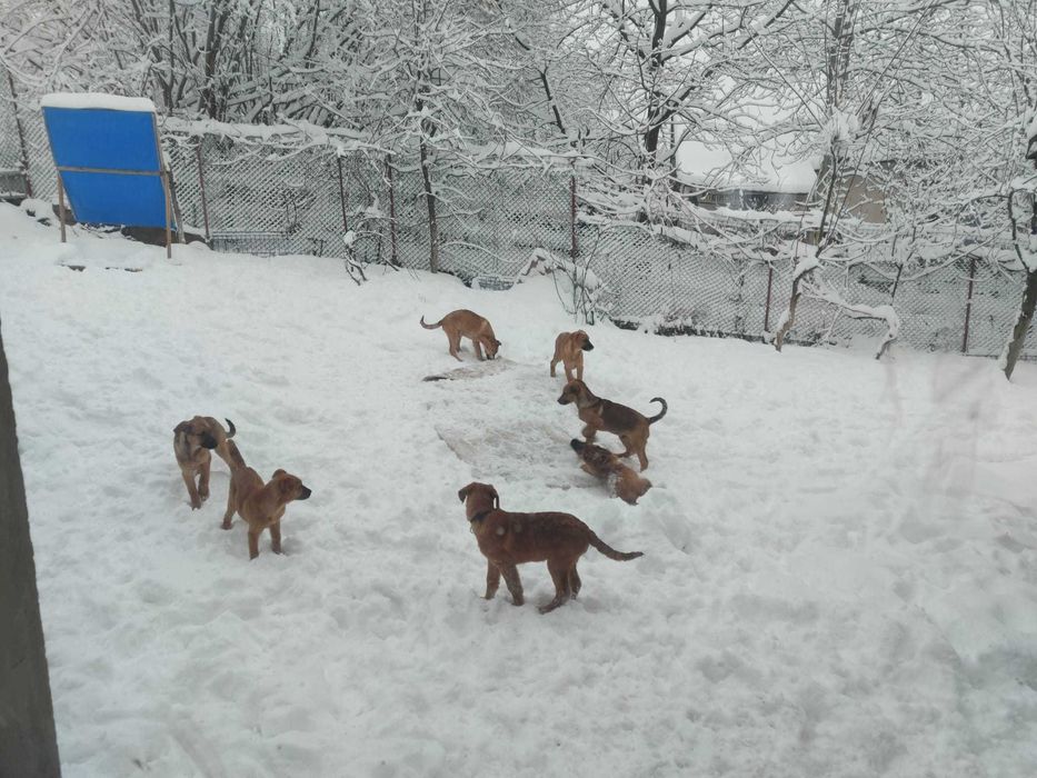 donez cateii 4 luni metisi  ciobanesc Malinois belgian