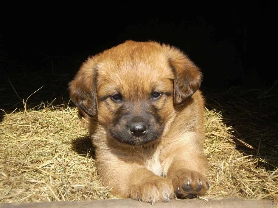 Щенок щеньки собака мальчик