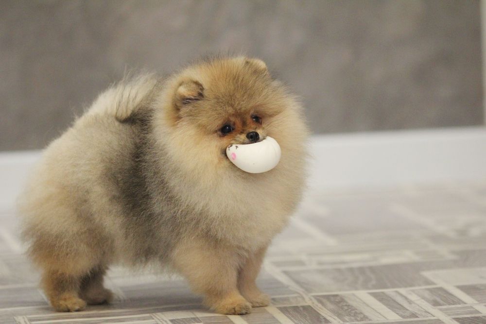 Померанский шпиц