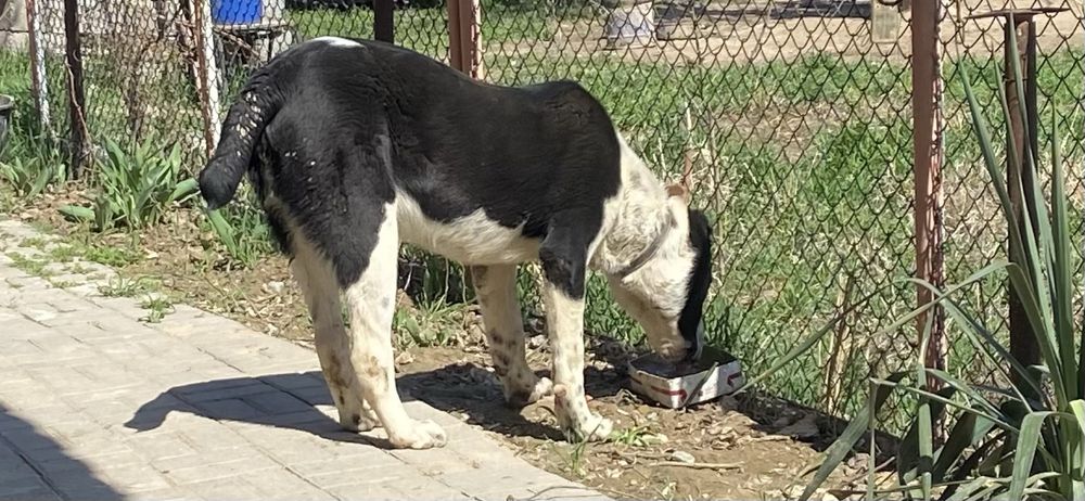 Алабай ,чемпион карабастыникүшігі