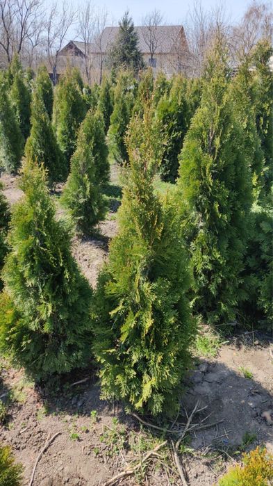 Продам Туи Смарагд (Smaragd).