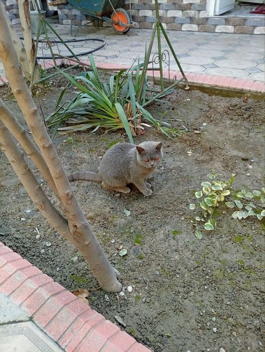 MUSHUK Sotiladi British Shorthair