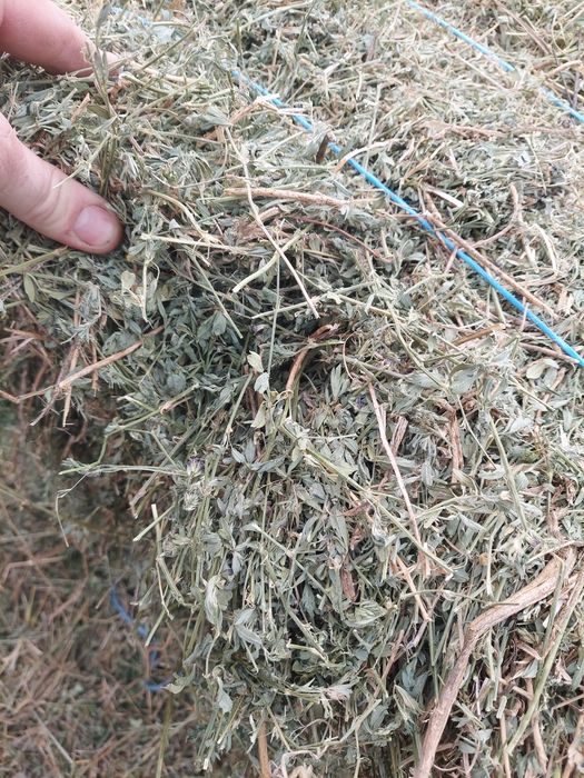 Baloti lucernă de vanzare