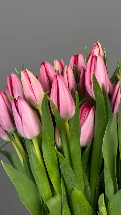 Голландские тюльпаны оптом